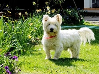 West Highland white terrier